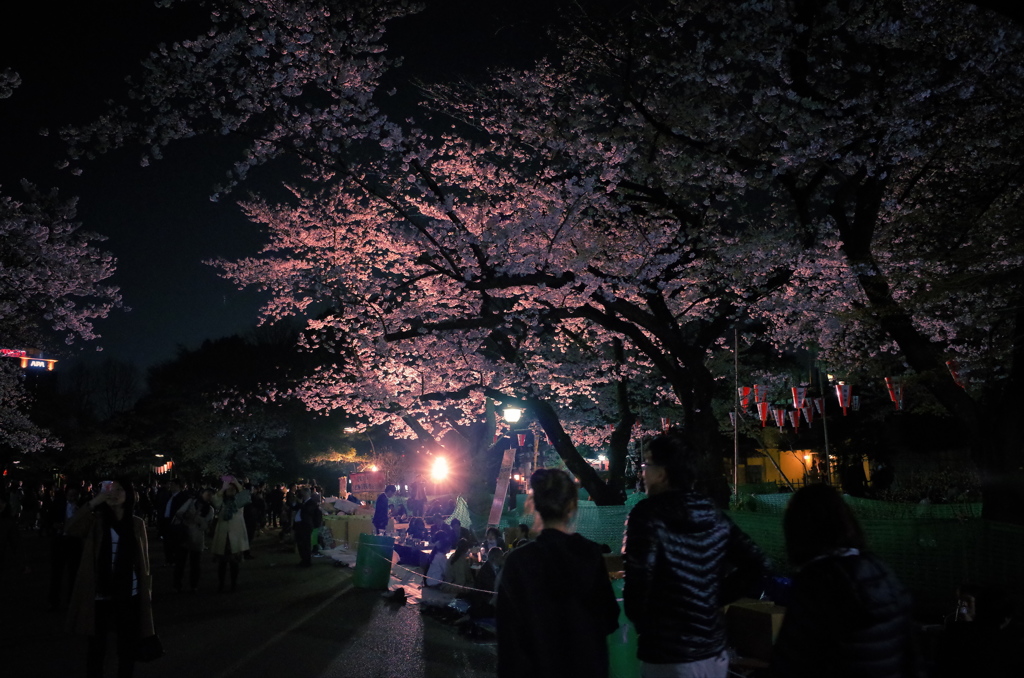 花見はまだまだ続く