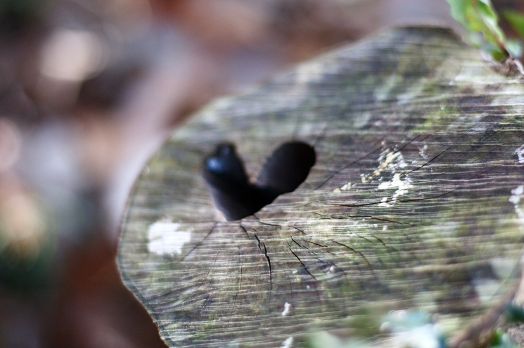 Heart in Trunk