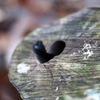 Heart in Trunk