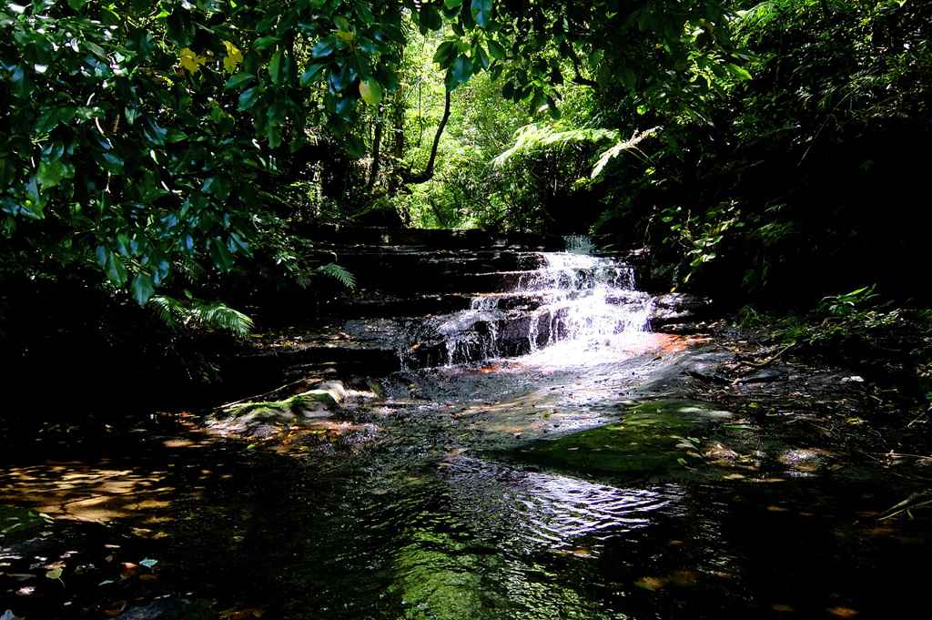Temptation of a jungle