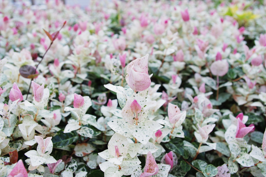 白色の花