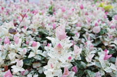 白色の花