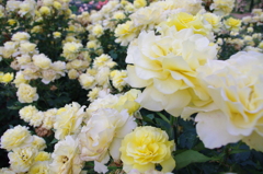 薔薇の薔薇の薔薇