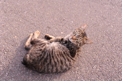 旅先で出会ったネコ