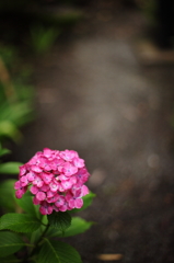 道端の花