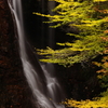 黄葉の滝