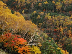 山の紅葉