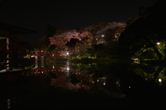 夜桜