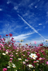 秋晴れ♪　秋桜♪