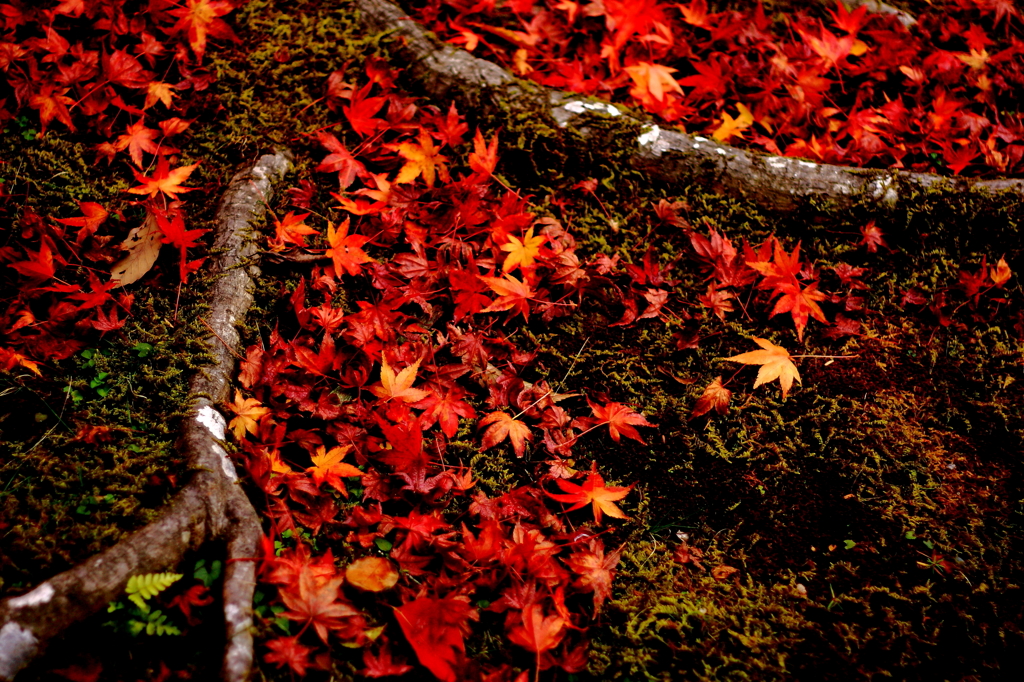 Autumn dyed ground