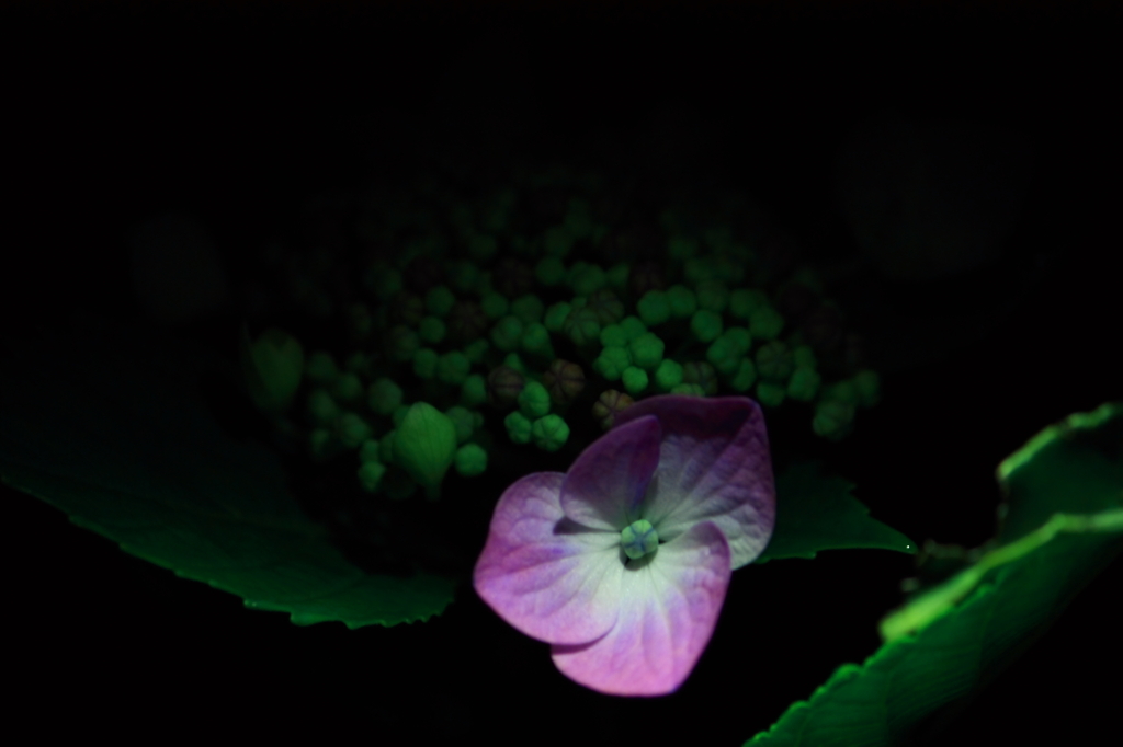 ひとりぼっちの紫陽花