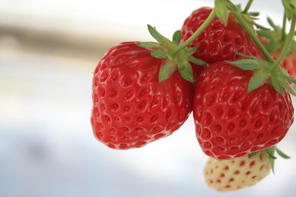 Strawberry Family