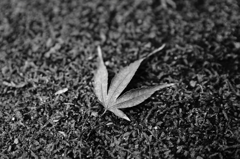 紅葉、光を失う、