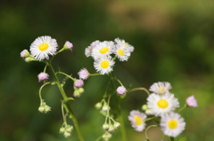 この花、好き