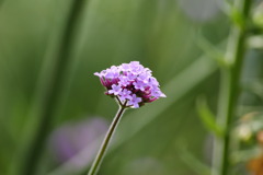 集合