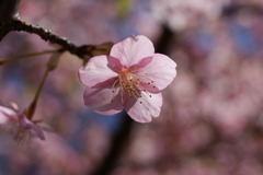 妖しい桜