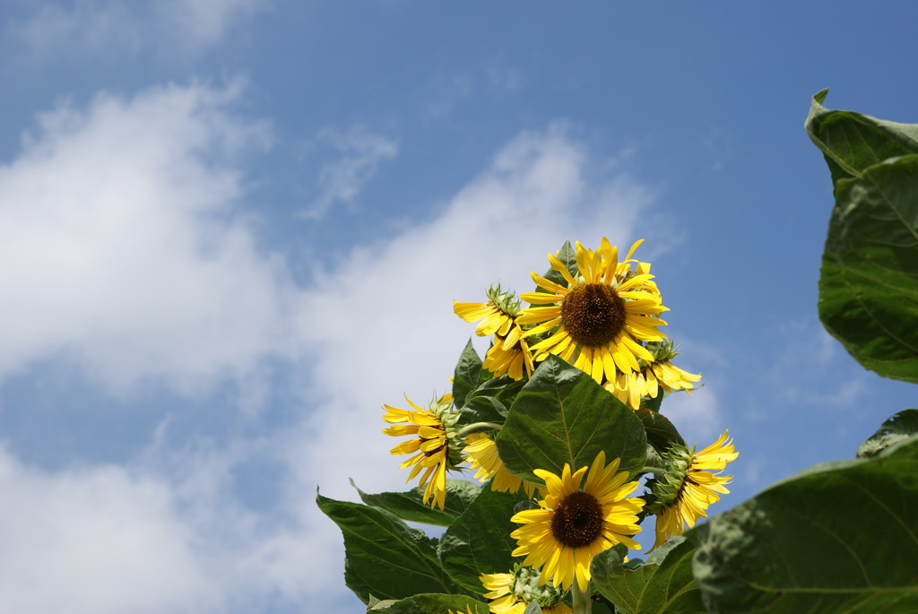 夏ですから