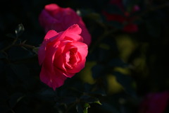 DSC02770