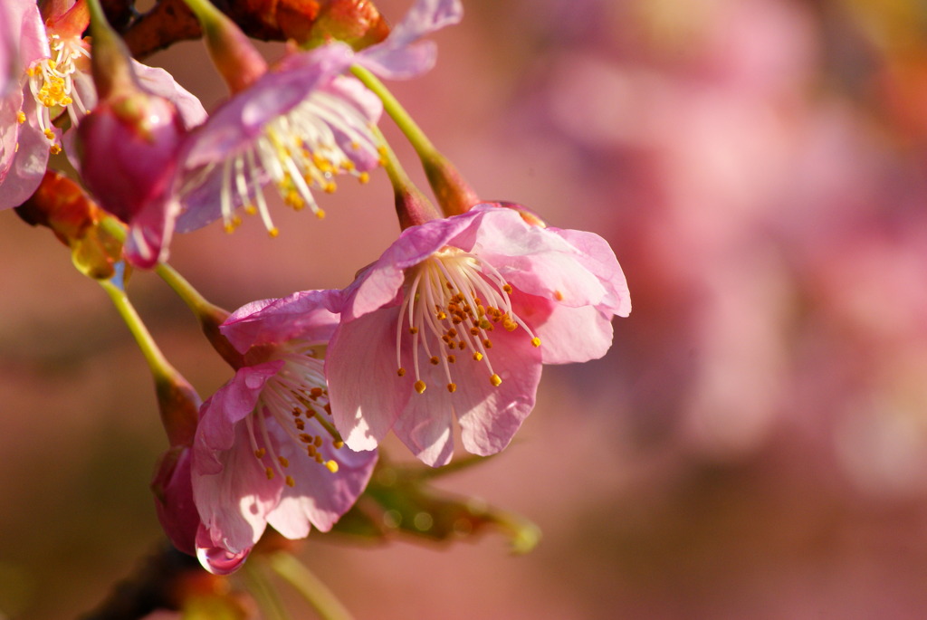 桜色