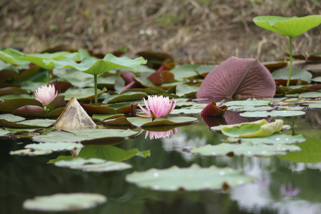 水上の華