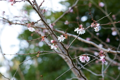 春が来た！
