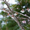 春が来た！