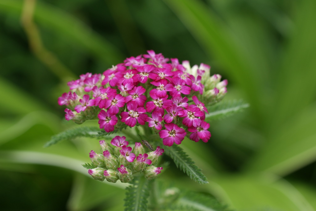 マクロデビュー③