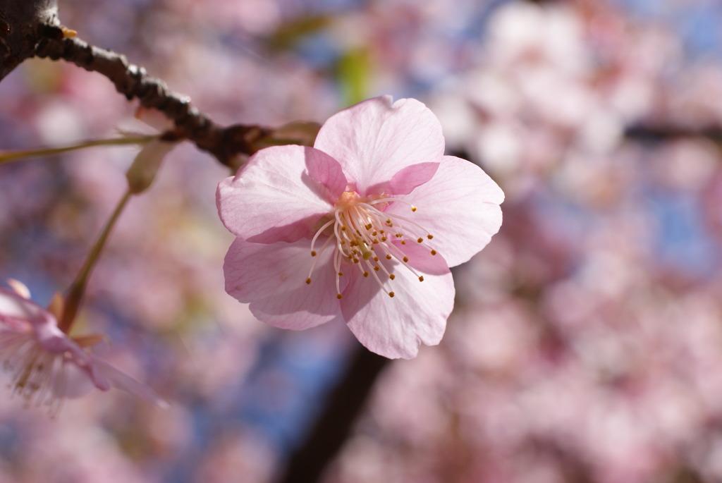 明るい桜