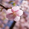 明るい桜