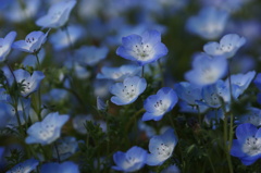 青の花