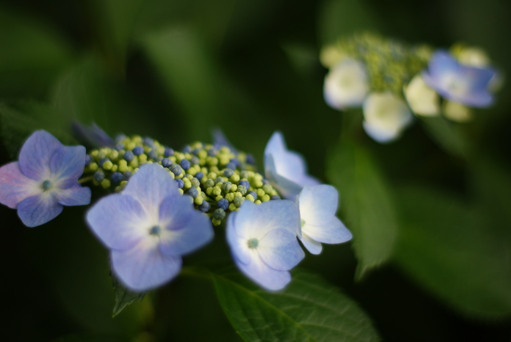 紫陽花