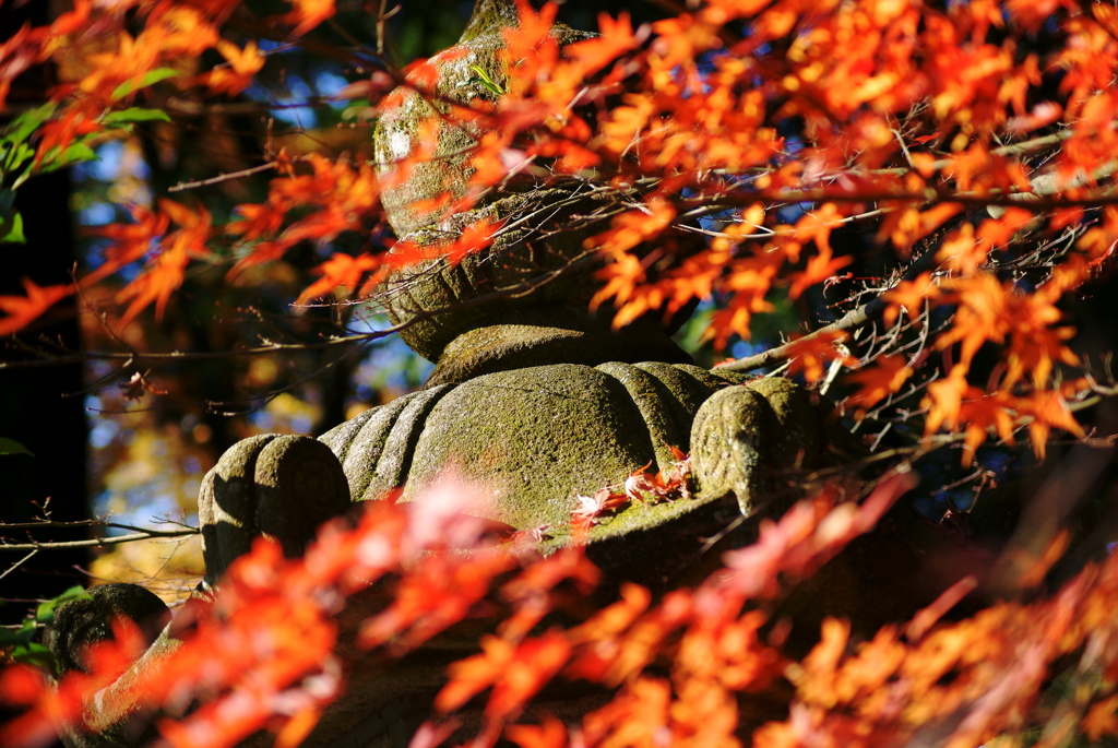 紅葉