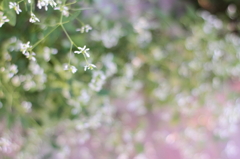 small flowers