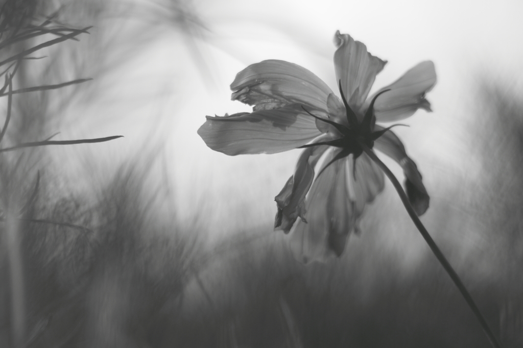 秋桜