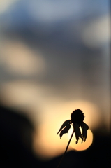 ある花の終わりと今日の終わり