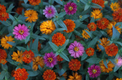 flower's