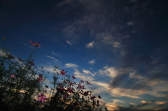 秋桜sunset
