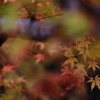 Fantastic forest