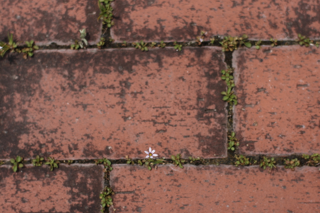 small flower