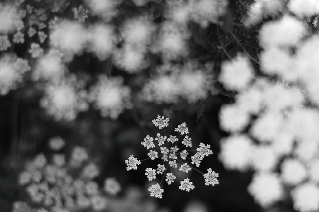 Ammi majus