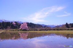 向野の彼岸桜