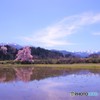 向野の彼岸桜