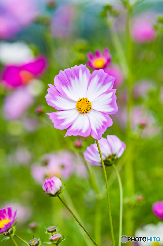 秋桜④