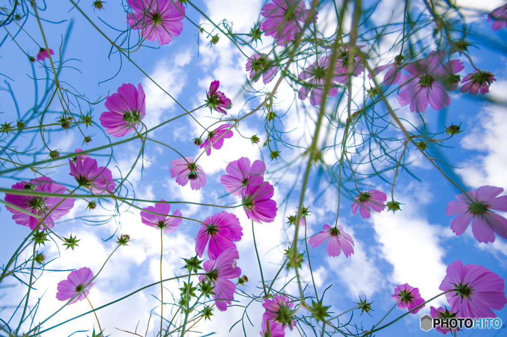 秋桜⑤