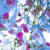 秋桜⑤