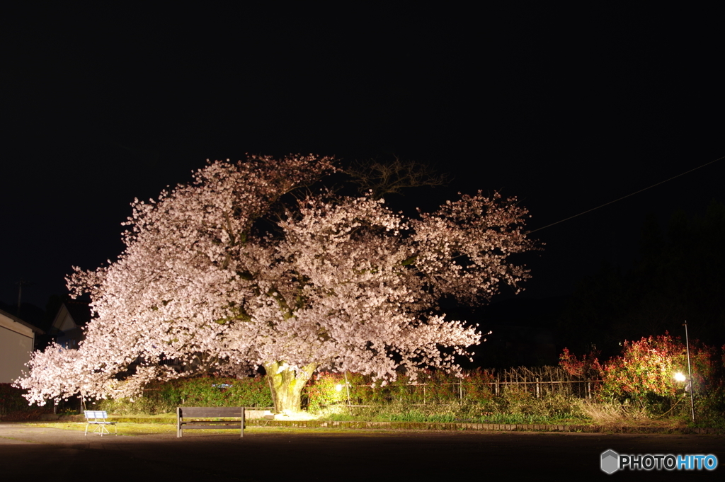 近所の一本桜