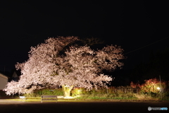 近所の一本桜