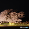 近所の一本桜