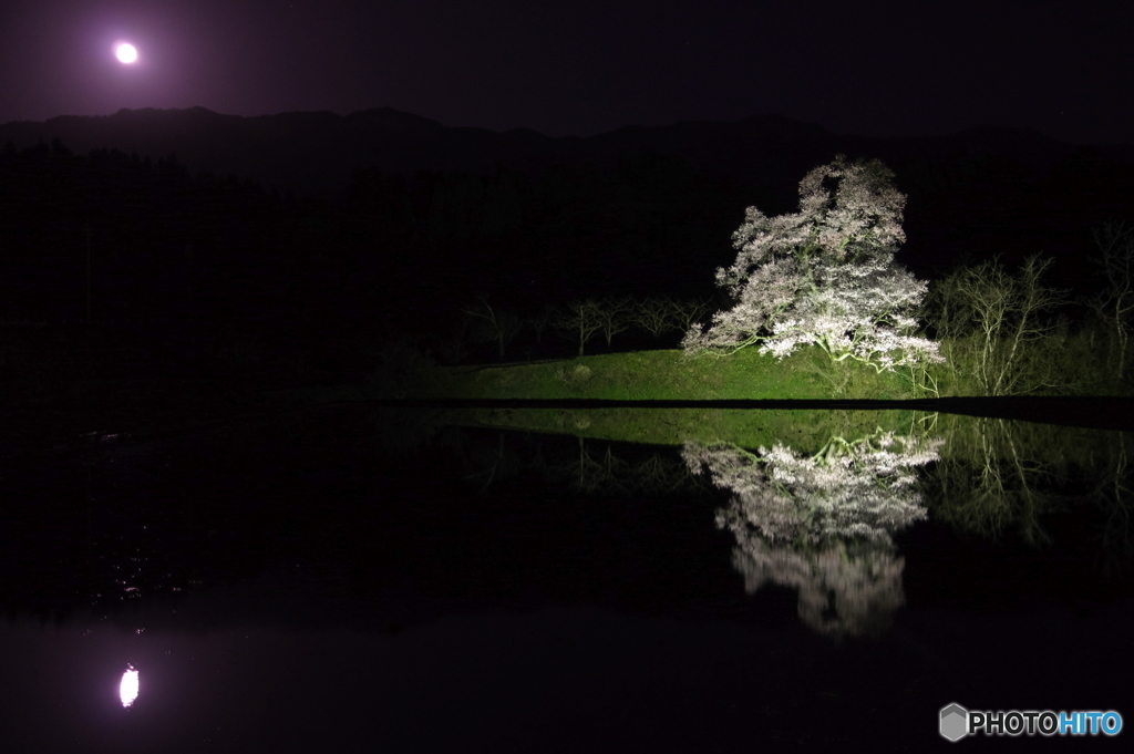 向野の江戸彼岸