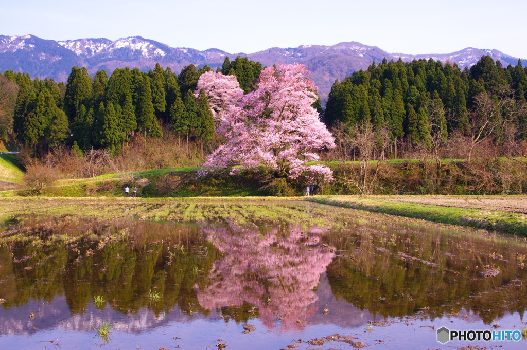 一本桜